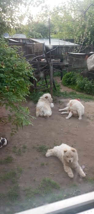 Чудовий хлопчик чау