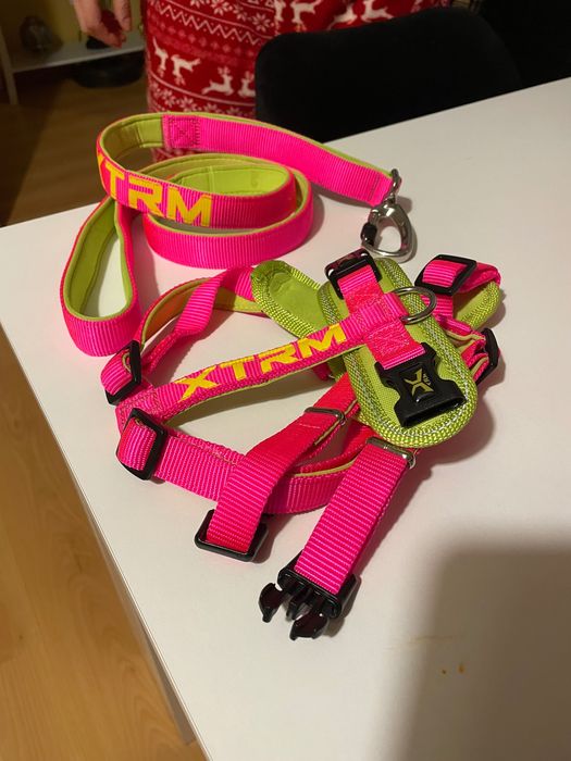 Conjunto de brinquedos Kong Puppy + Peitoral Nayeco + Trela Nayeco