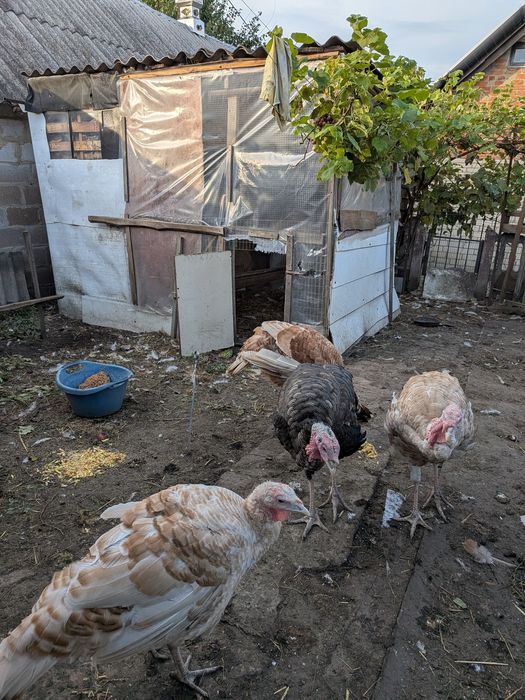 продам индюка на племя