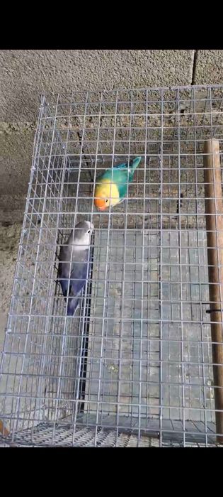Agapornis Fisher