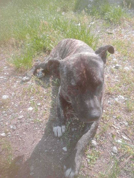 Молодий песик і добрі руки