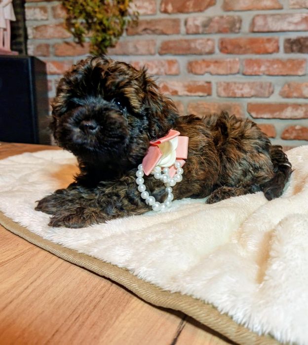 Maltipoo-Havapoo f1 sunia o imieniu Barbi tricolor