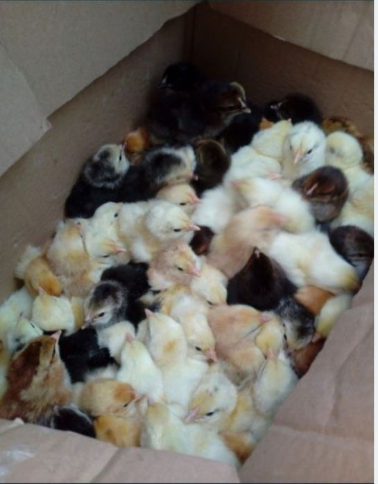 Sprzedam kurczaki 2 dniowe