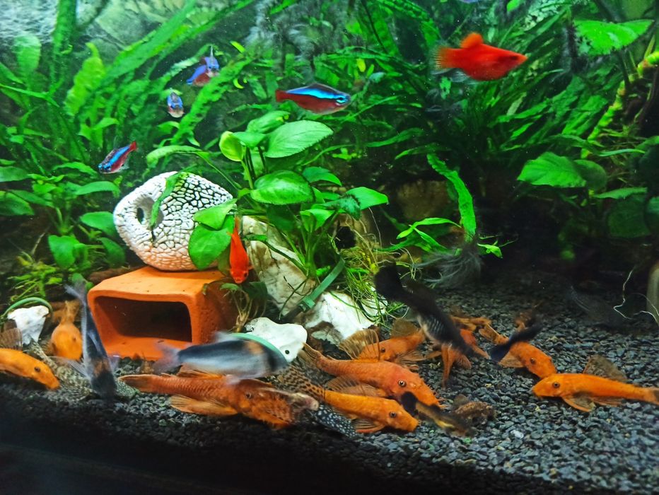 Ancistrus Red zbrojnik czerwony