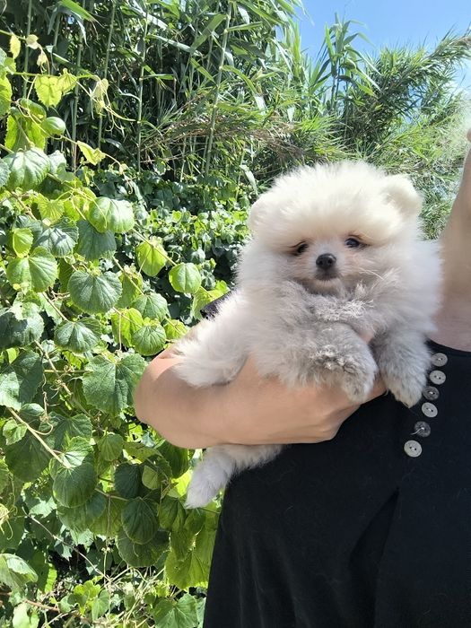 Spitz Mini. .Lulu da Pomerânia. Menino Mini .