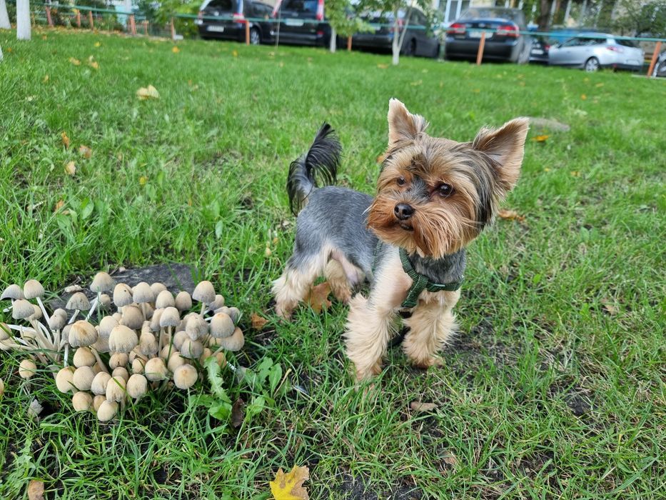 Вязка Йорка мини (мальчик)