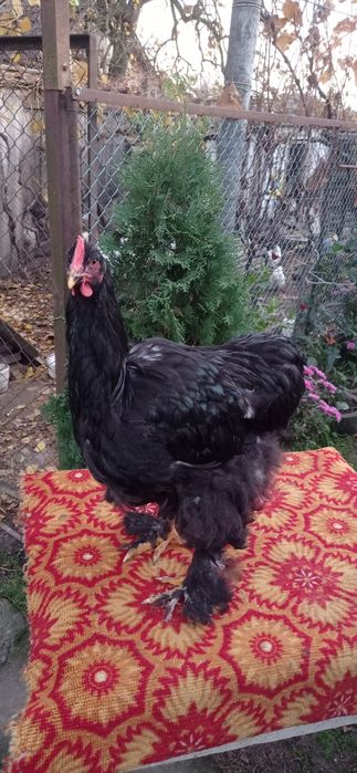 Міняю кролики та кури на зерно