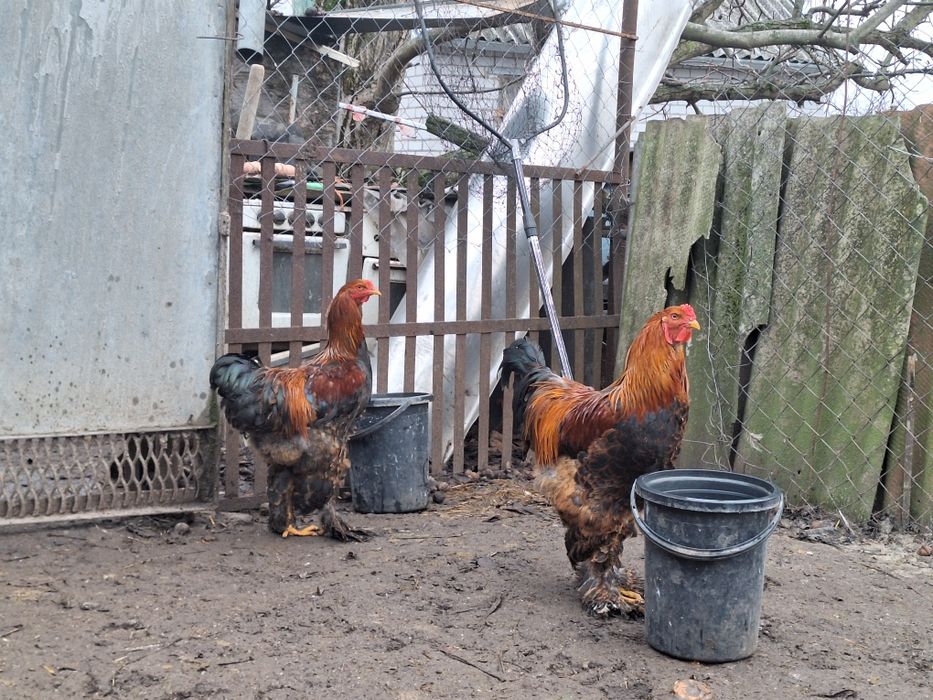 Кури Брама куріпчаста