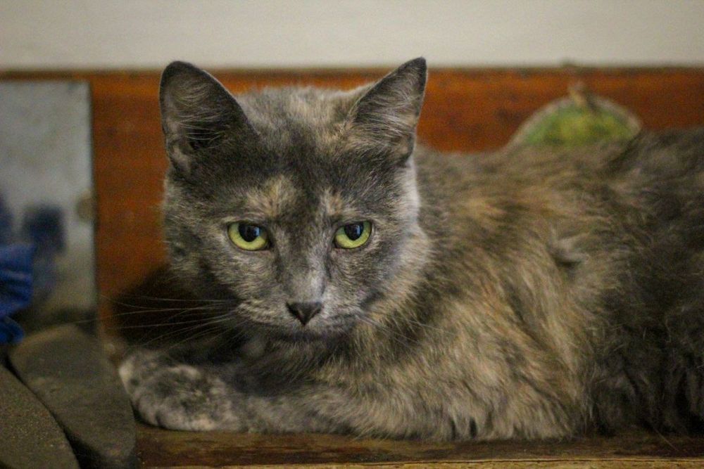 Кішка у добрі руки