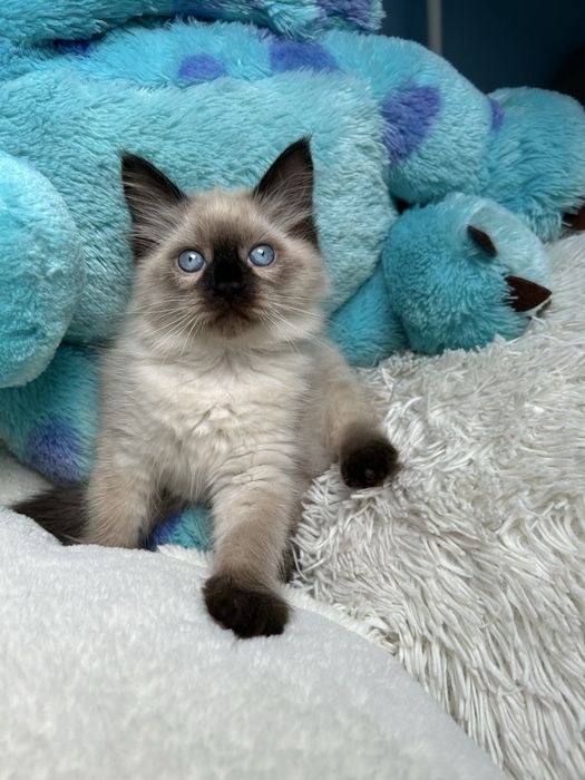 Kotla Ragdoll Zyta