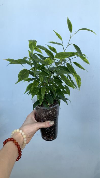 Продам фикус Бенджамина Анастасия