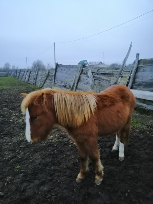 Жеребчик поні Ред