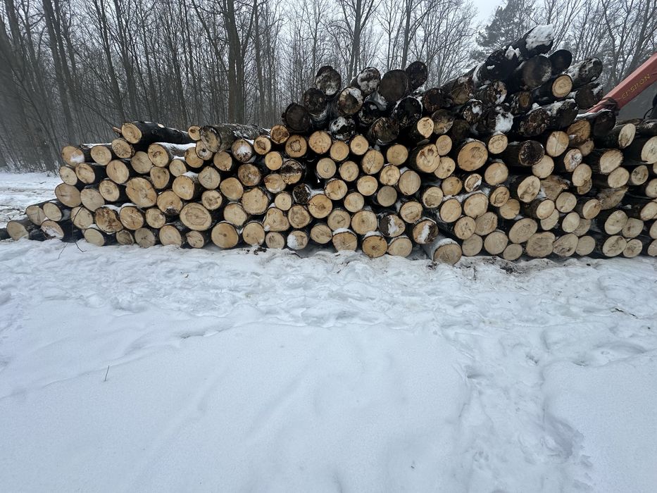 Drewno opsłowe Olcha Brzoza