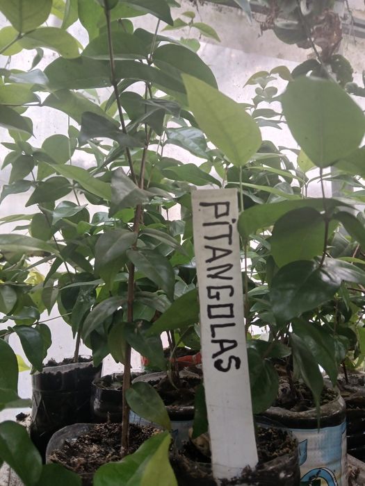 Pitayas amarela autopilinizantes