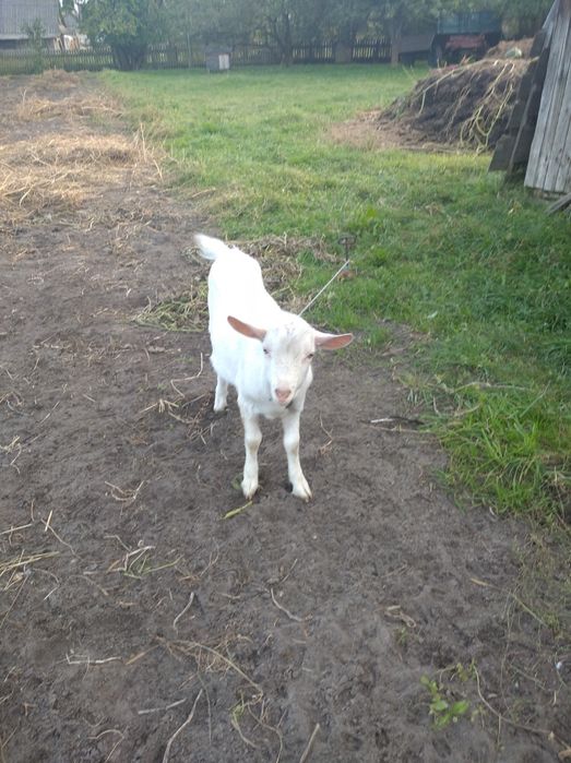 Продам молодого породистого козлика