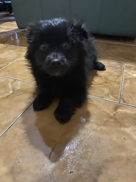 Віддам цуценя в добрі руки