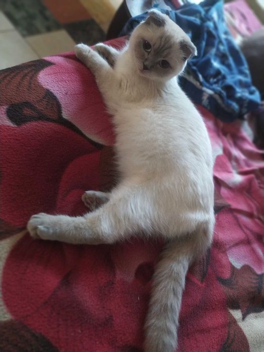 Шотландські кошенята
