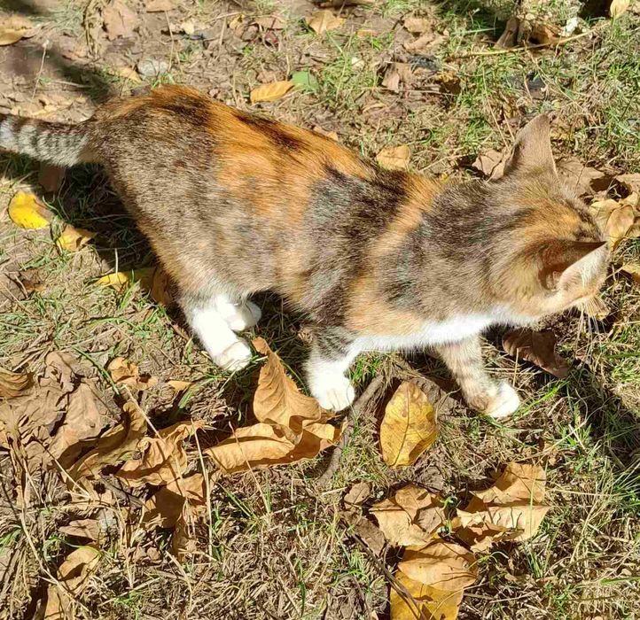 Отдам молодых котиков