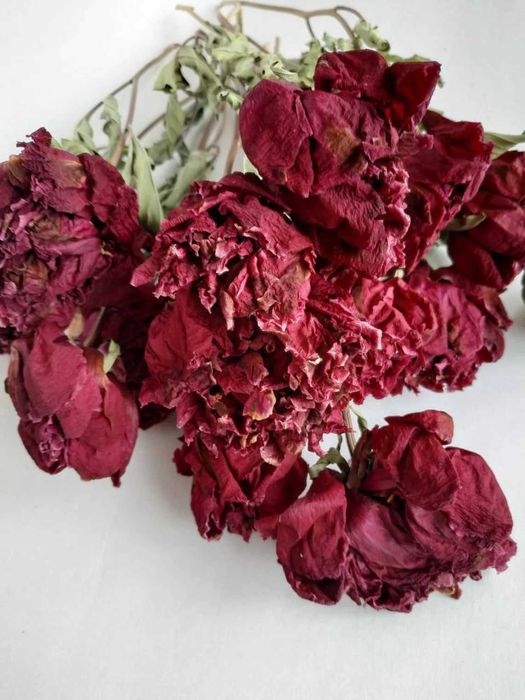 Сухоцвіти півонії зі стеблами бордові та рожеві. Букети сухих квітів