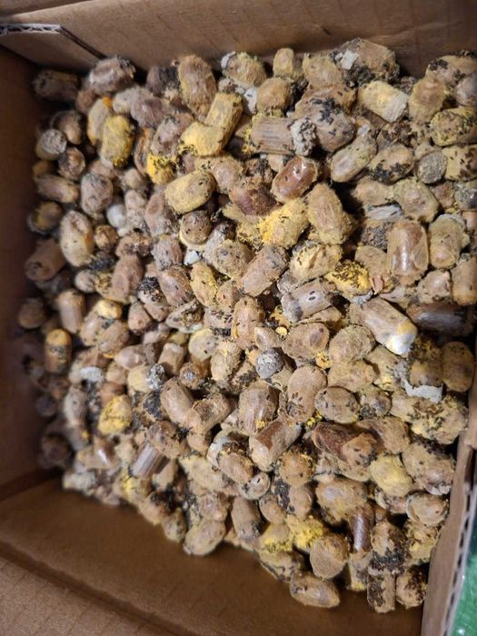 Kokony murarka rogata