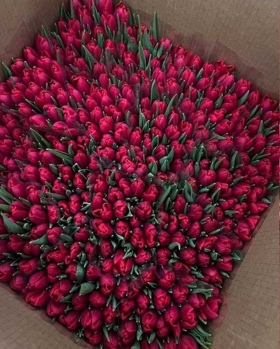 Тюльпани до 8 березня оптом