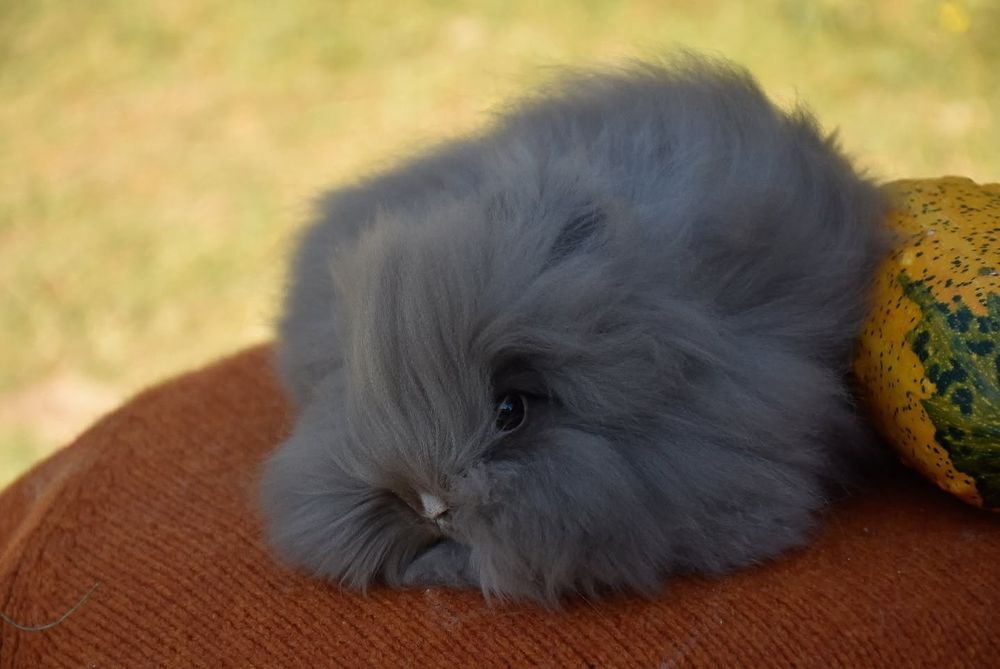 Karzełek Teddy/ rasa długowłosa/ puszyste