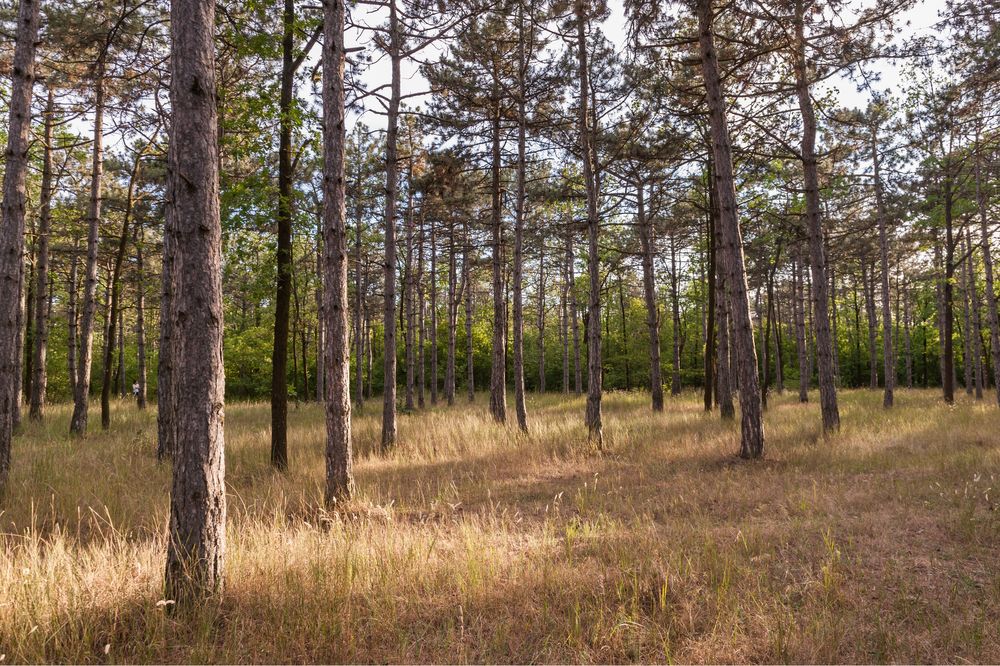 Сосновый Берег, дом 470м с видом на море, ул.Лазурная