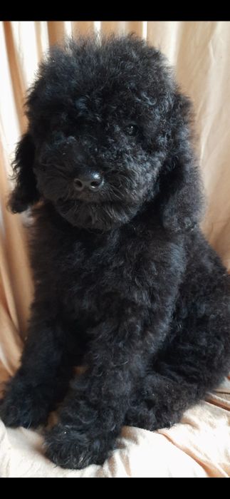 Той-пудель. Клубний хлопчик. З документами.