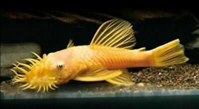 Glonojad - Zbrojnik - L144 - Ancistrus sp. - dowóz, wysyłka