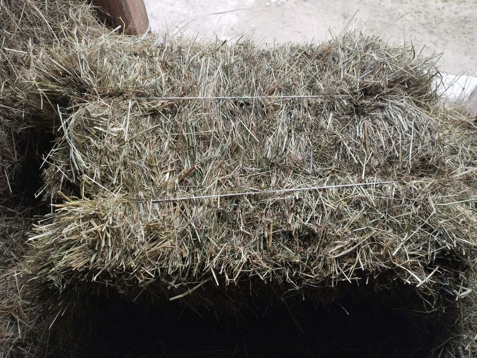 Siano w kostkach 2025