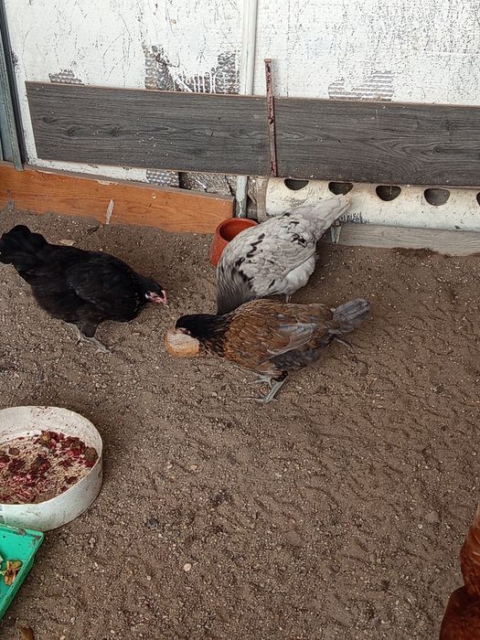 Animais saudáveis e  desparasitados