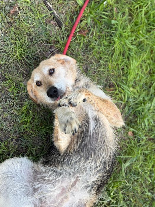 Cadela para adoção ( Vitória )