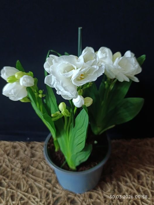 фрезія (Freesia alba)