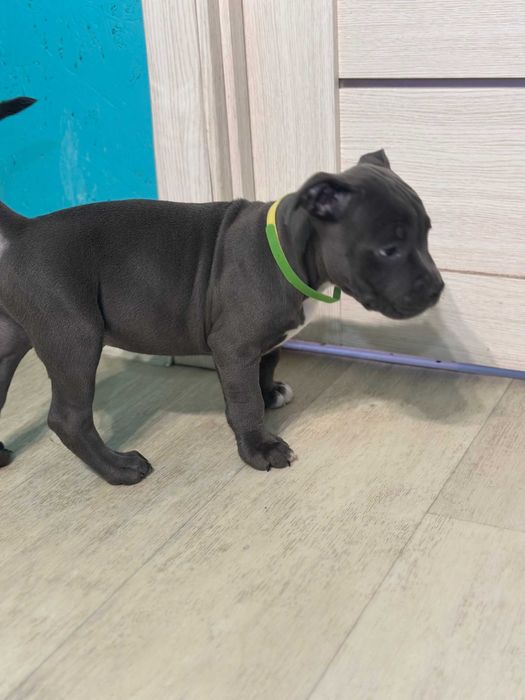 Щенок АСТ цуценя Амстафф американський стафф