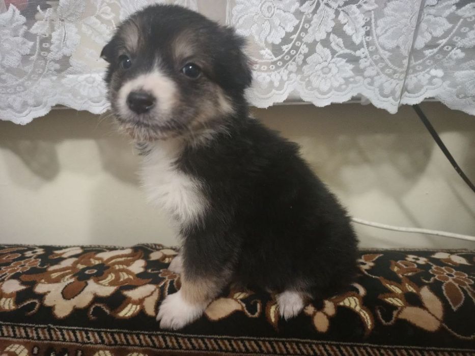 Собаки Безкоштовно