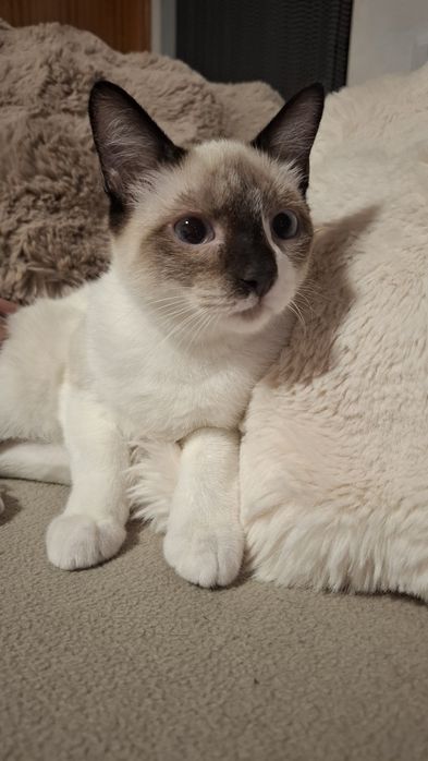 Gatinhos bebés para adopção