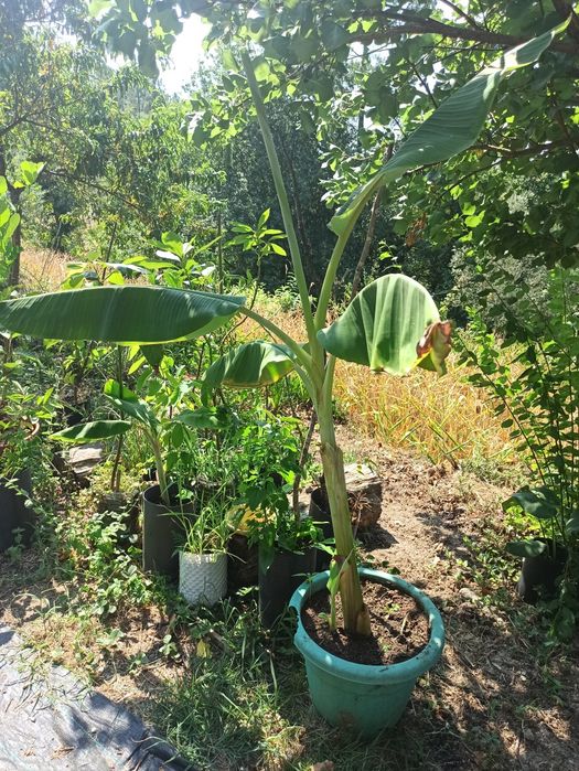 Bananeiras  musa