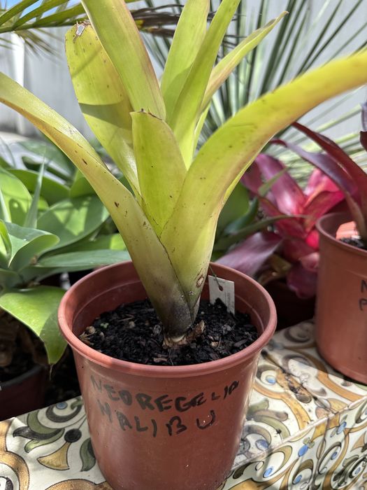 Bromelias variadas ……………