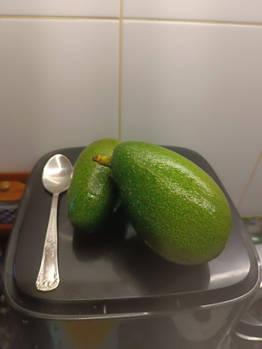 Abacates biológicos