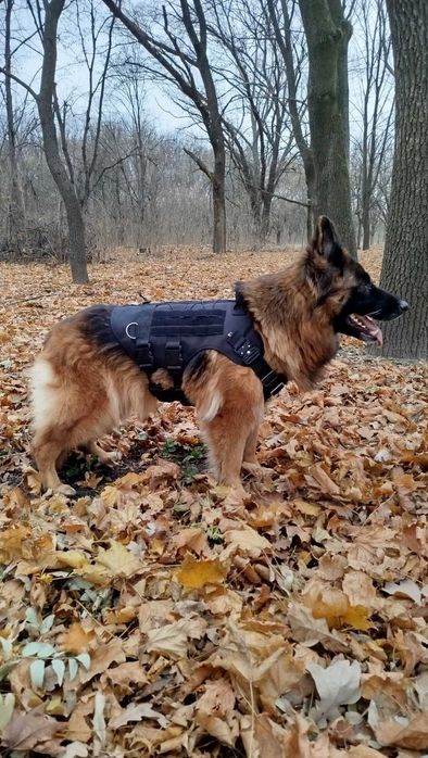 Шлейка жилет тактическая шлея для собак. К9. Molle. Усиленный. Новый.