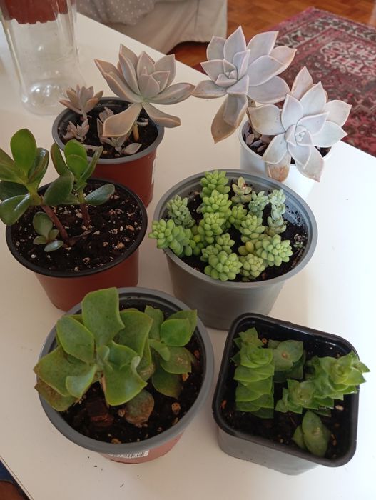 Suculentas desde 3 euros