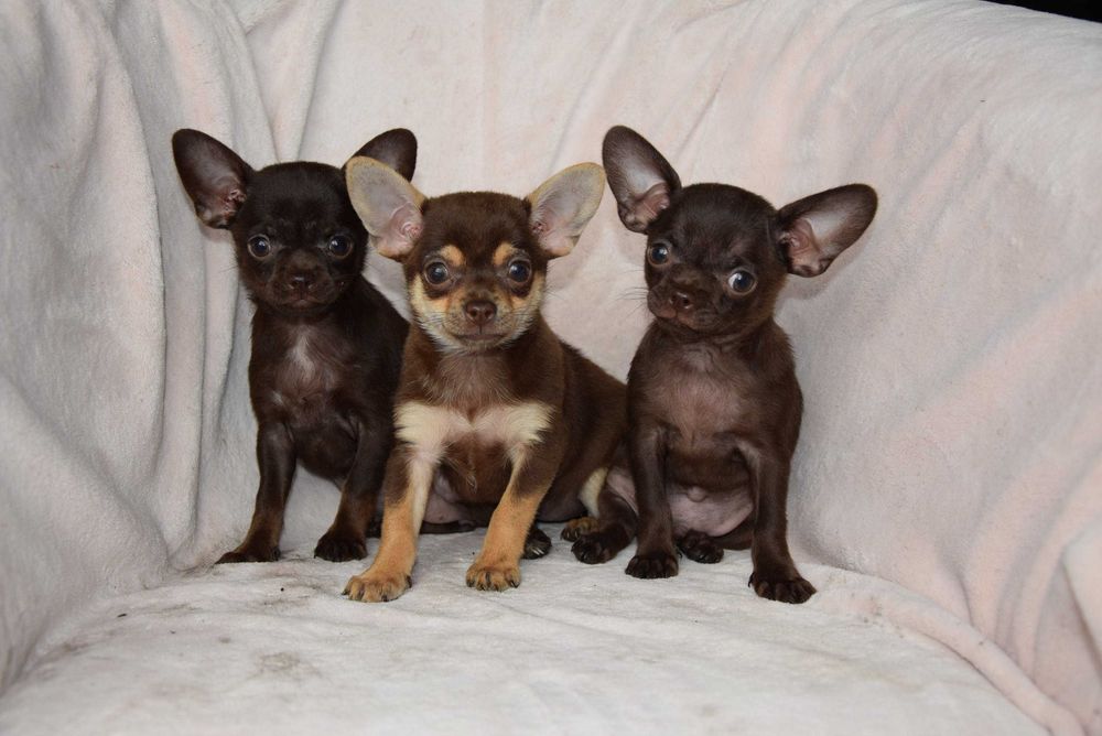 Chihuahua czekoladowa