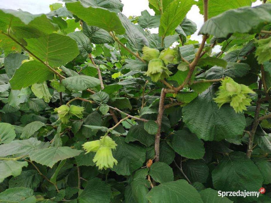 sadzonki leszczyny