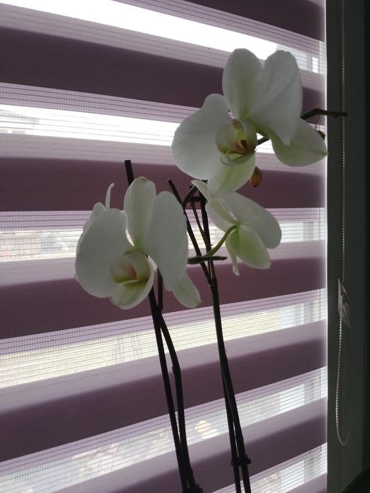 Dom 4 sypialnie na wynajem