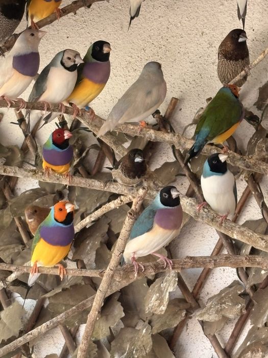 Diamantes de gould