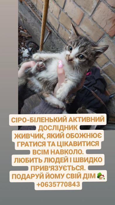 Сіро-біленький хлопчик шукає дім! 3.5 місяці!