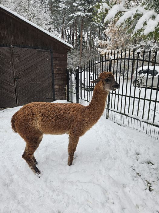 Alpaka - samiczka