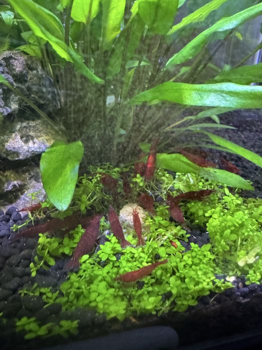 Neocaridinas Fire Red 1,10€