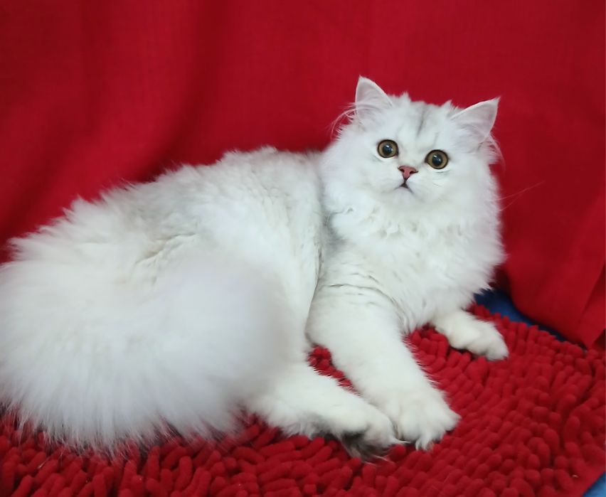 Серебристая шиншилла девочка британская