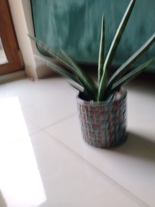 Sanseweria cylindryczna